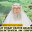 I can't pray Friday prayer because I've a job interview, am I sinful #islam #islamic