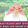 How to have khushu when reciting silent dhikr in prayer & outside of prayer? #islam