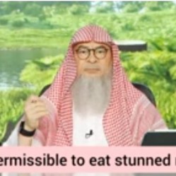 Is it permissible to eat stunned meat ( in the west )