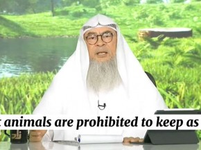 What animals are prohibited to keep as pets? #Assim